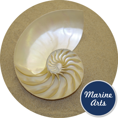 8472 - Nautilus Pearl - Half Cut - AAA Feature